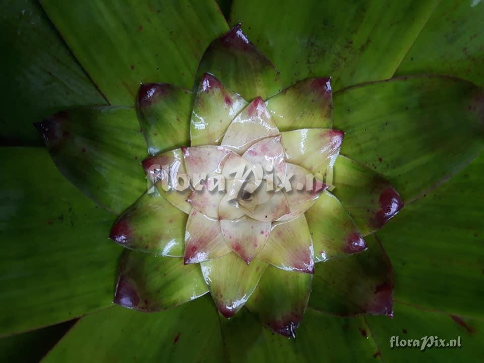 Guzmania ?