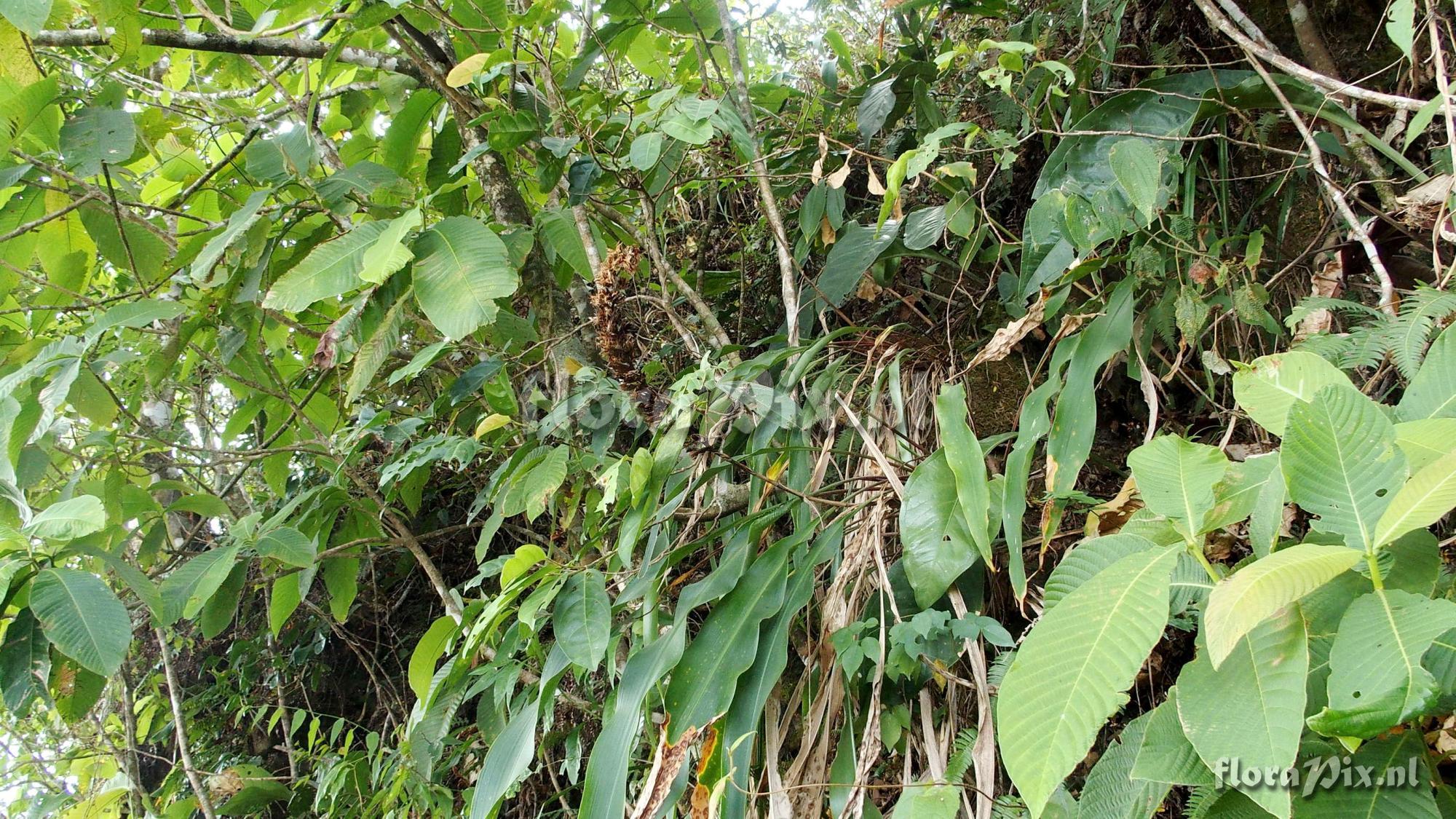 Pitcairnia aff. maidifolia