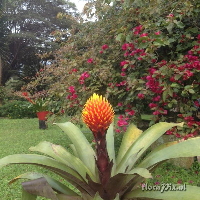 Guzmania conifera