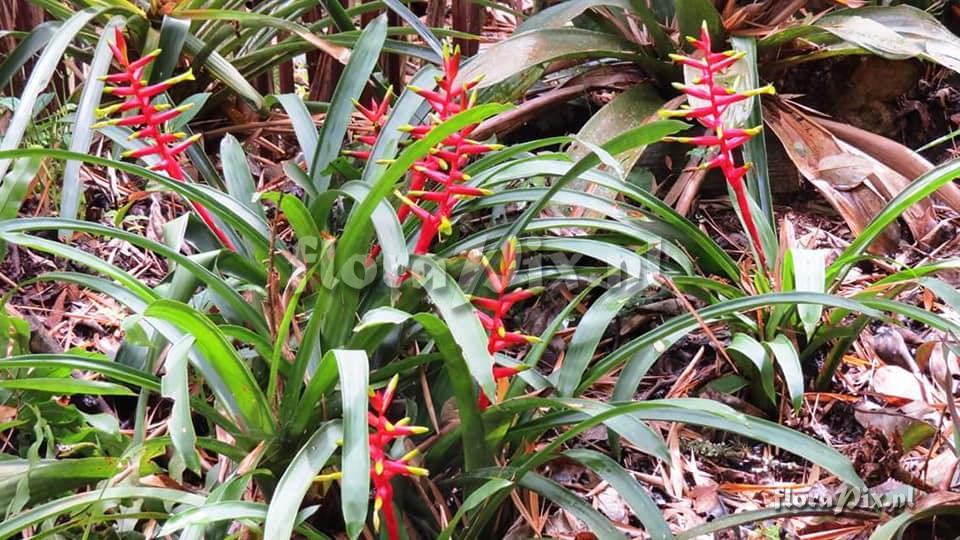 Guzmania rosea