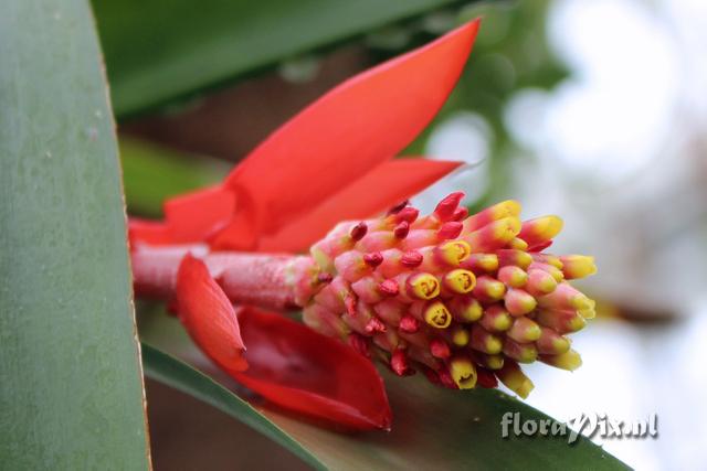 Aechmea nudicaulis var. aureorosea