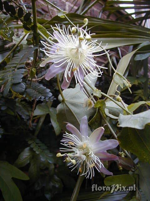 Cultivar Kew Gardens x Tucumanensis