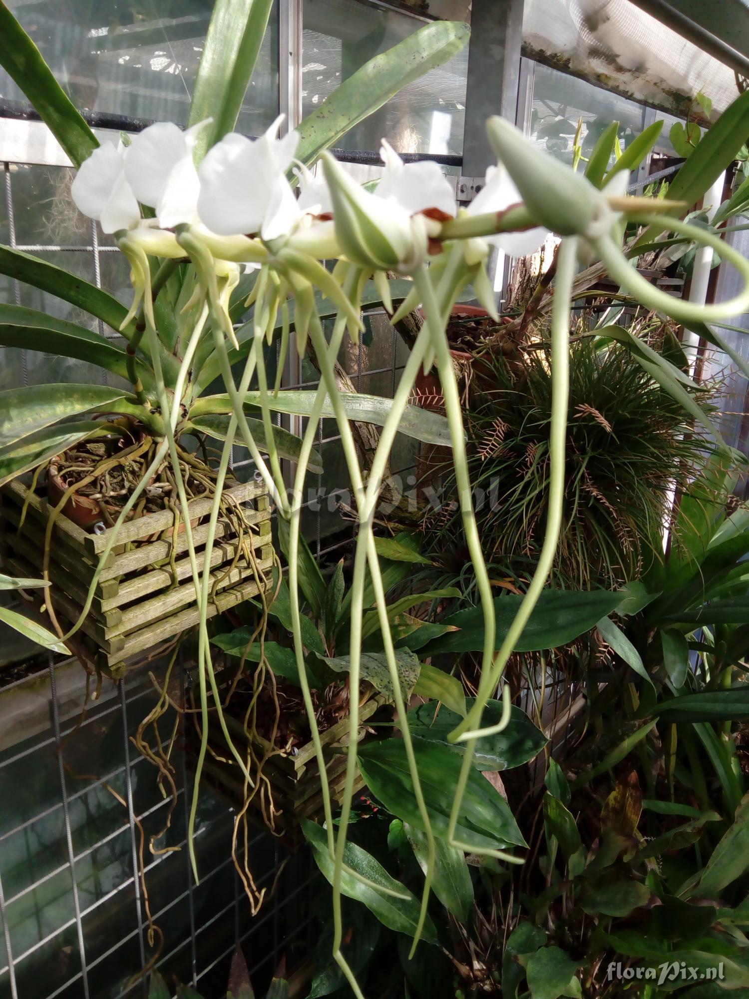 Angraecum longicalcar