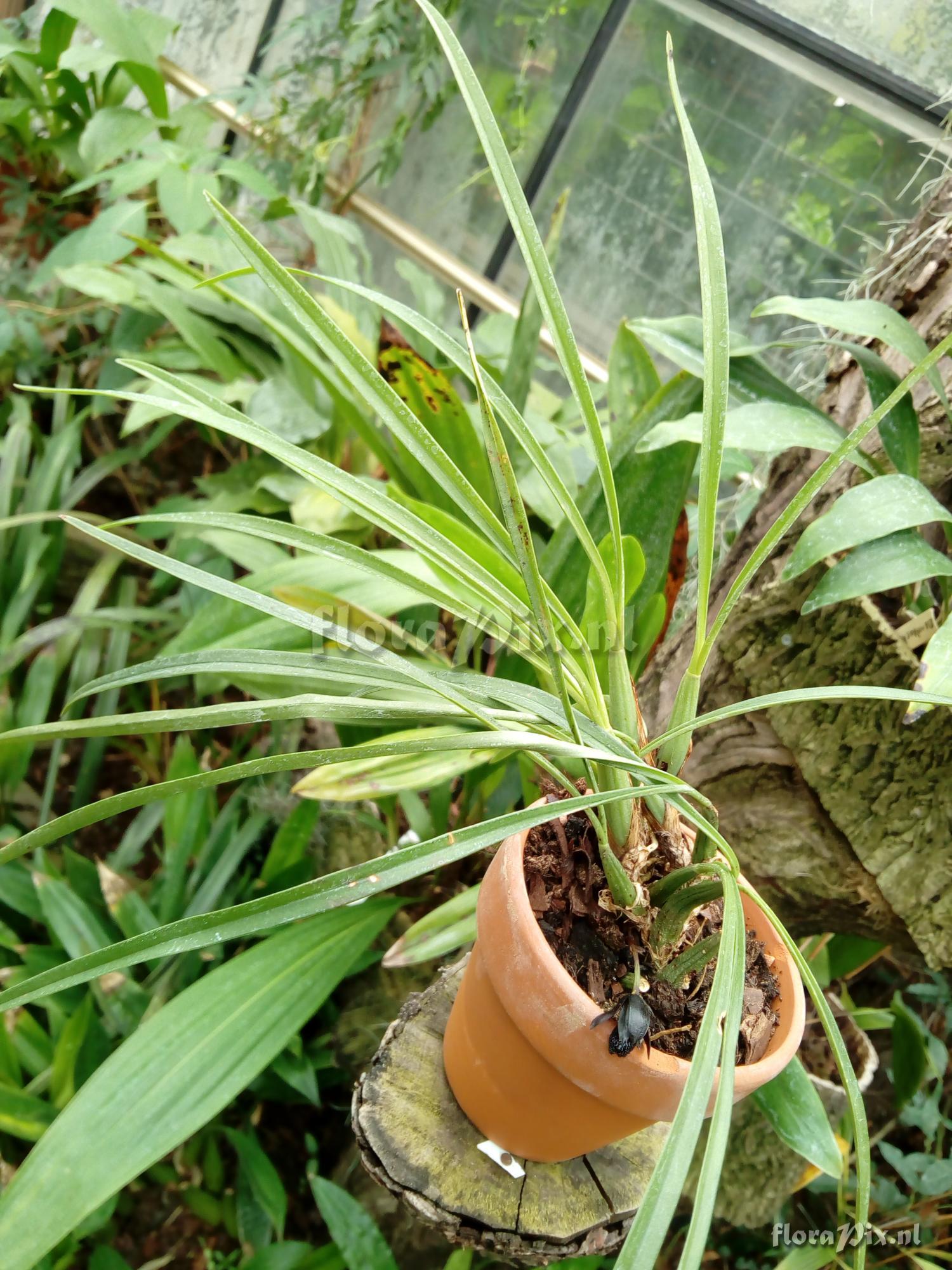 Maxillaria schunkeana