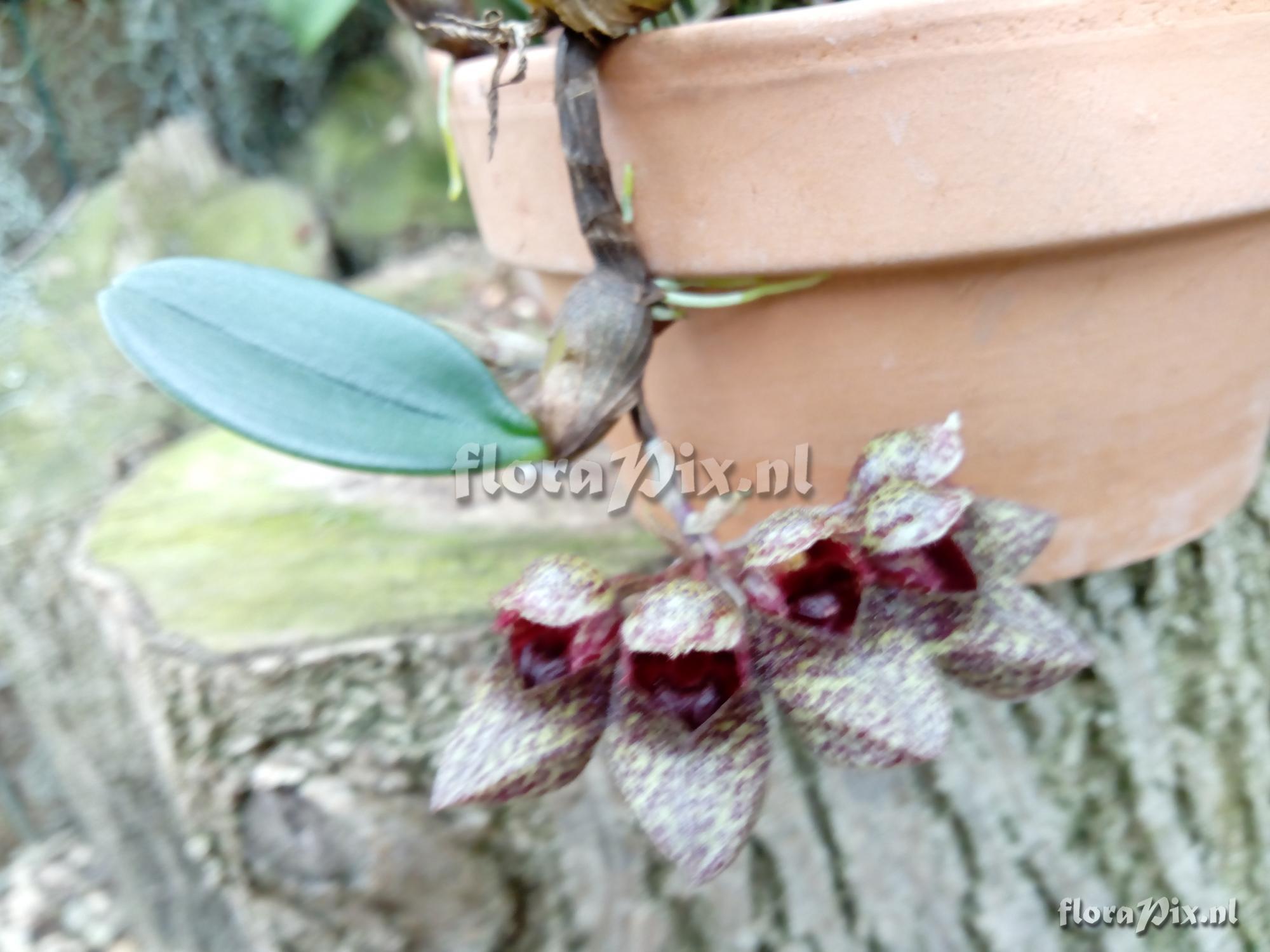 Bulbophyllum frostii