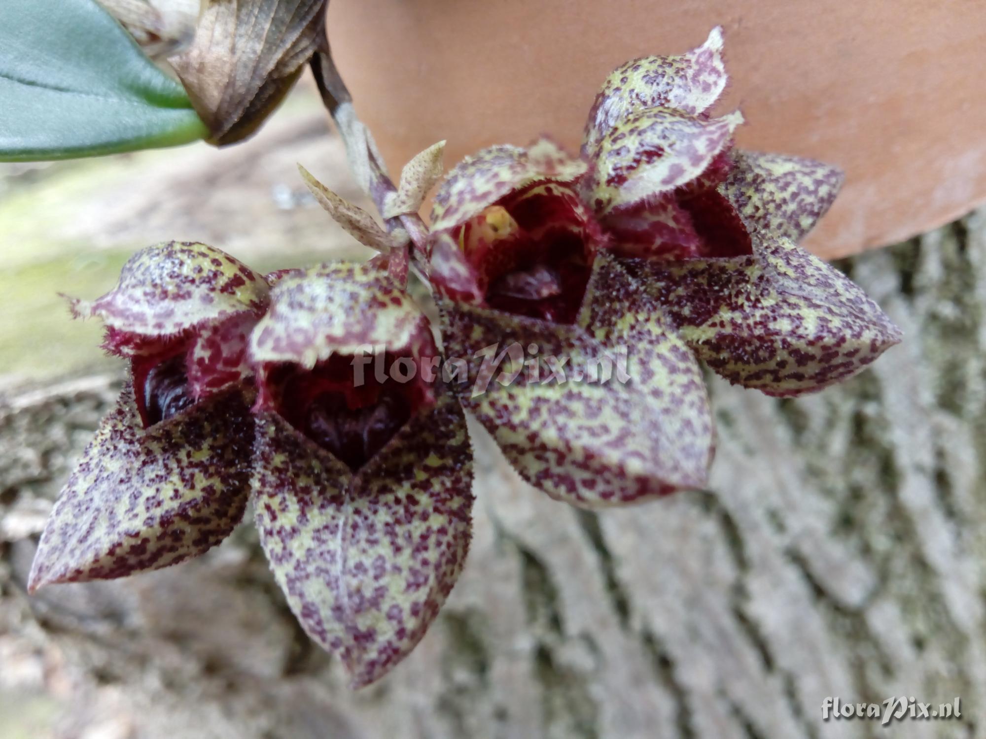 Bulbophyllum frostii