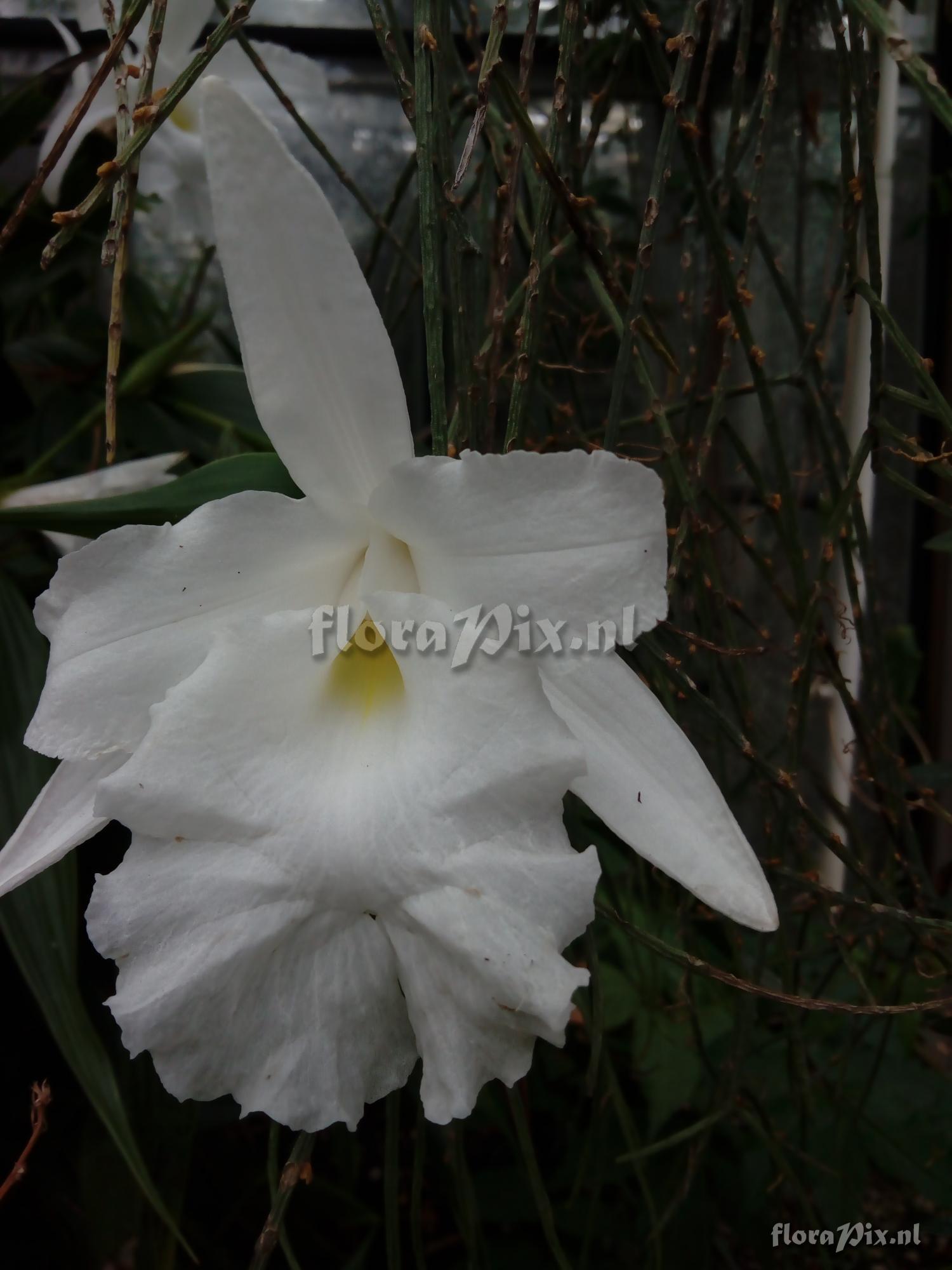 Sobralia spec.