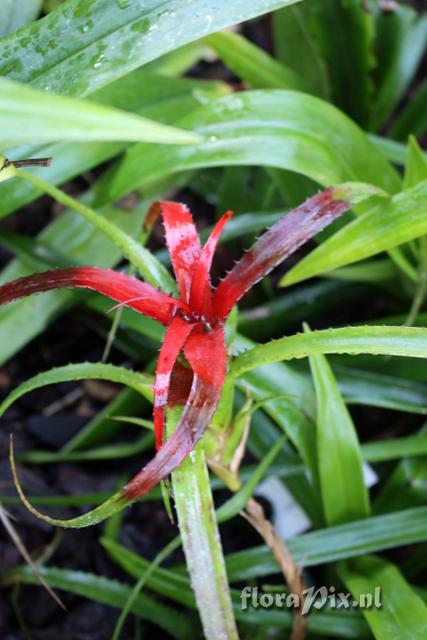 Neoregelia pendula var. brevifolia