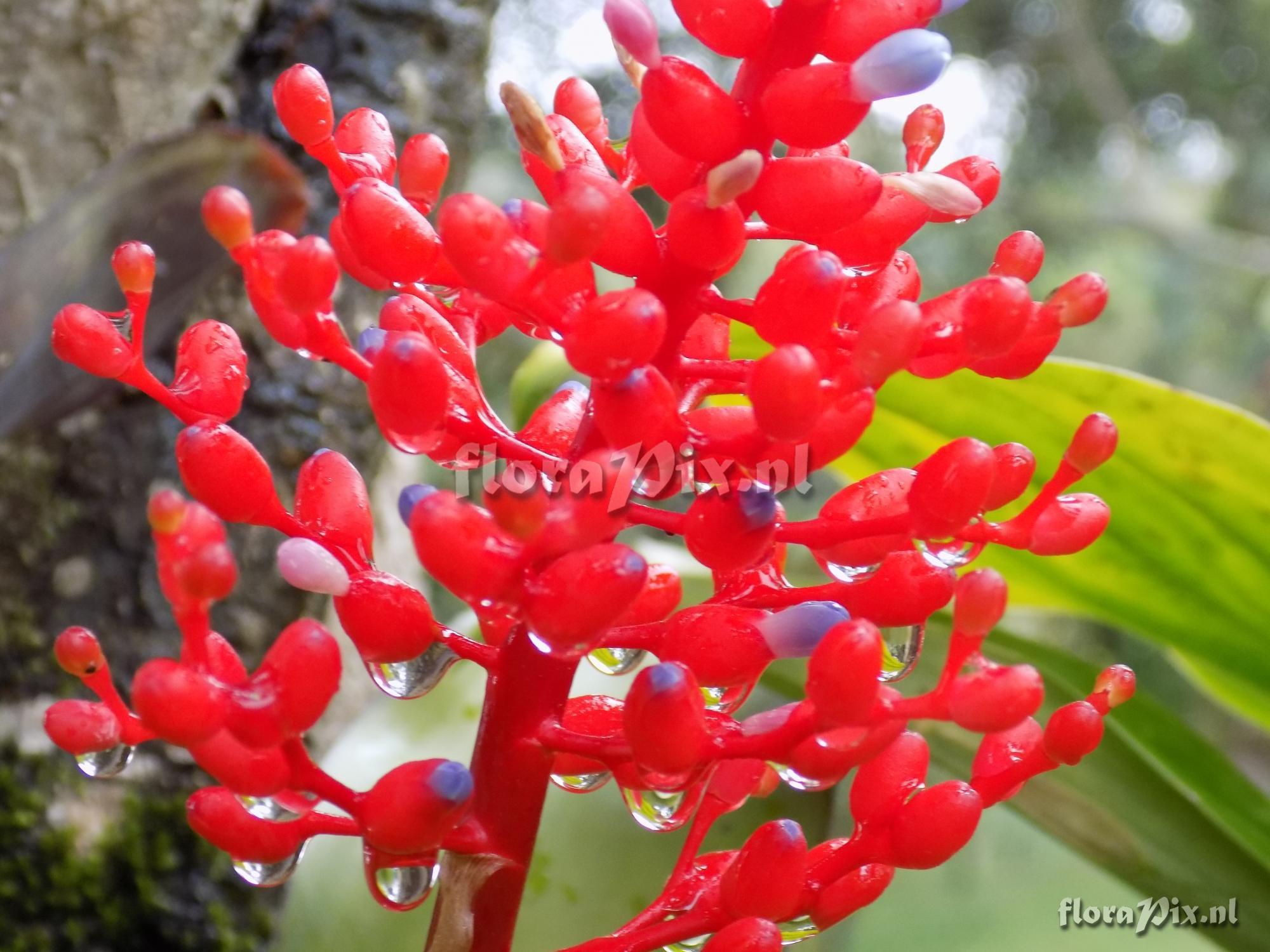 Aechmea fulgens