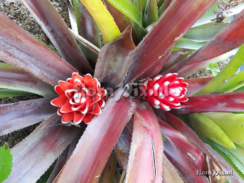 Aechmea nidularioides