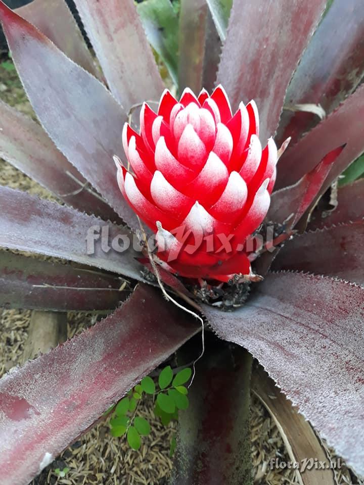 Aechmea nidularioides