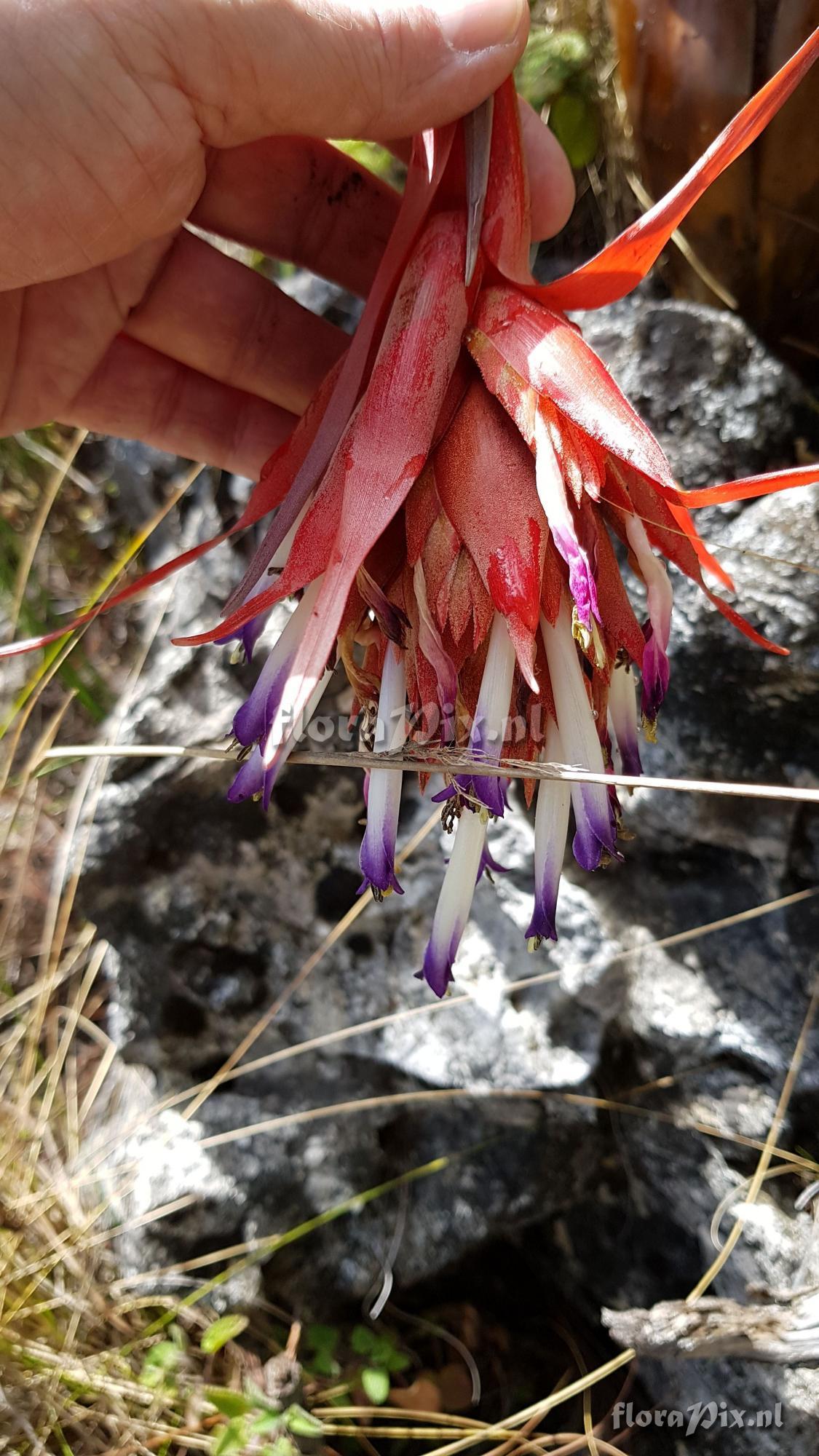 Tillandsia mateoensis