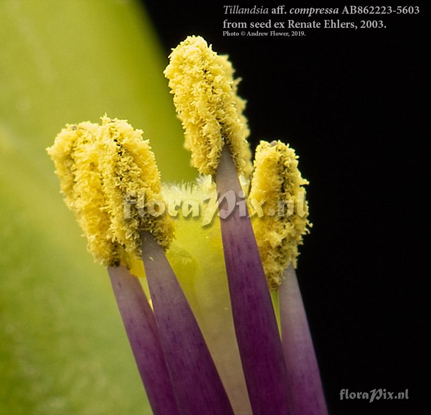 Tillandsia grossispicata