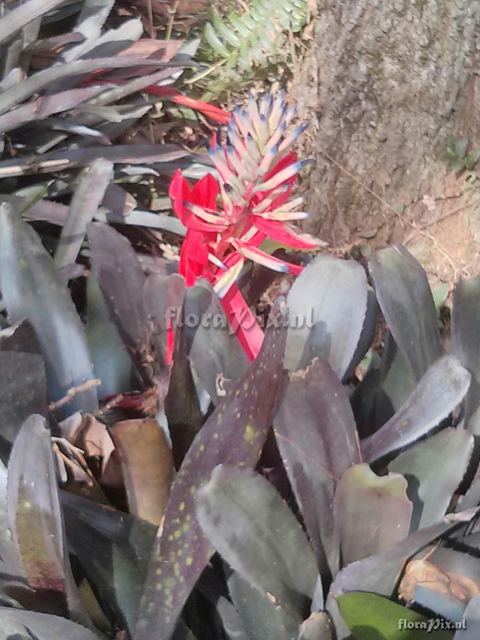 Billbergia ?