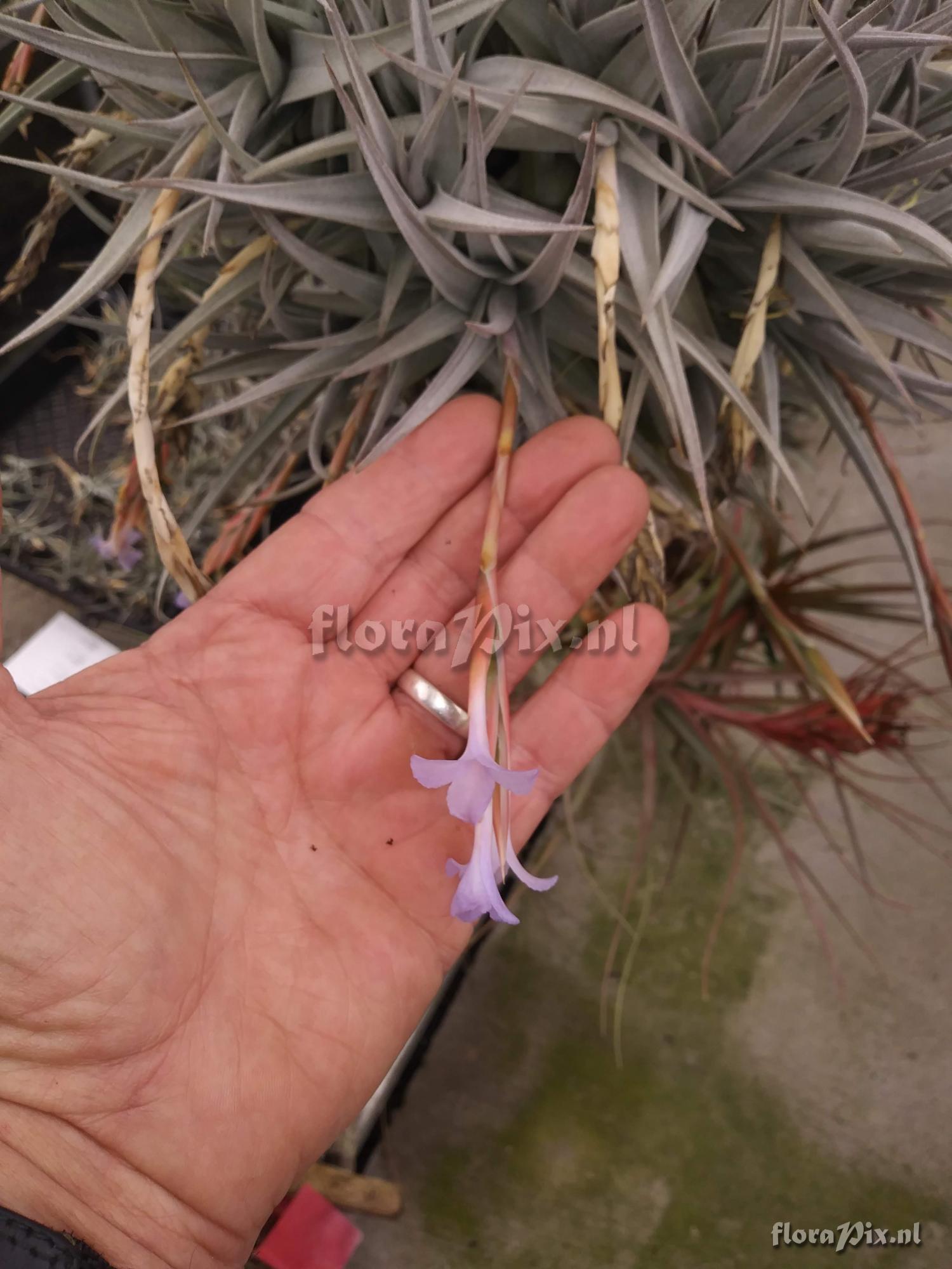 Tillandsia lorentziana x xiphioides