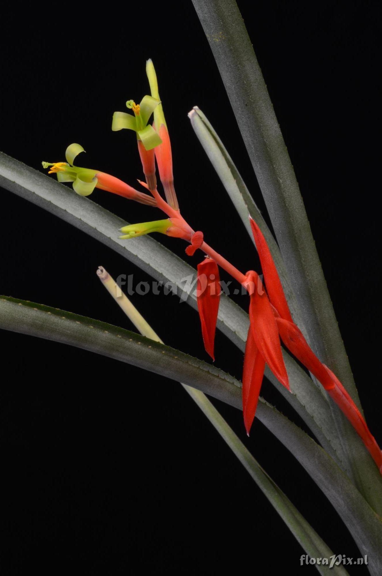 Billbergia aff. amoena