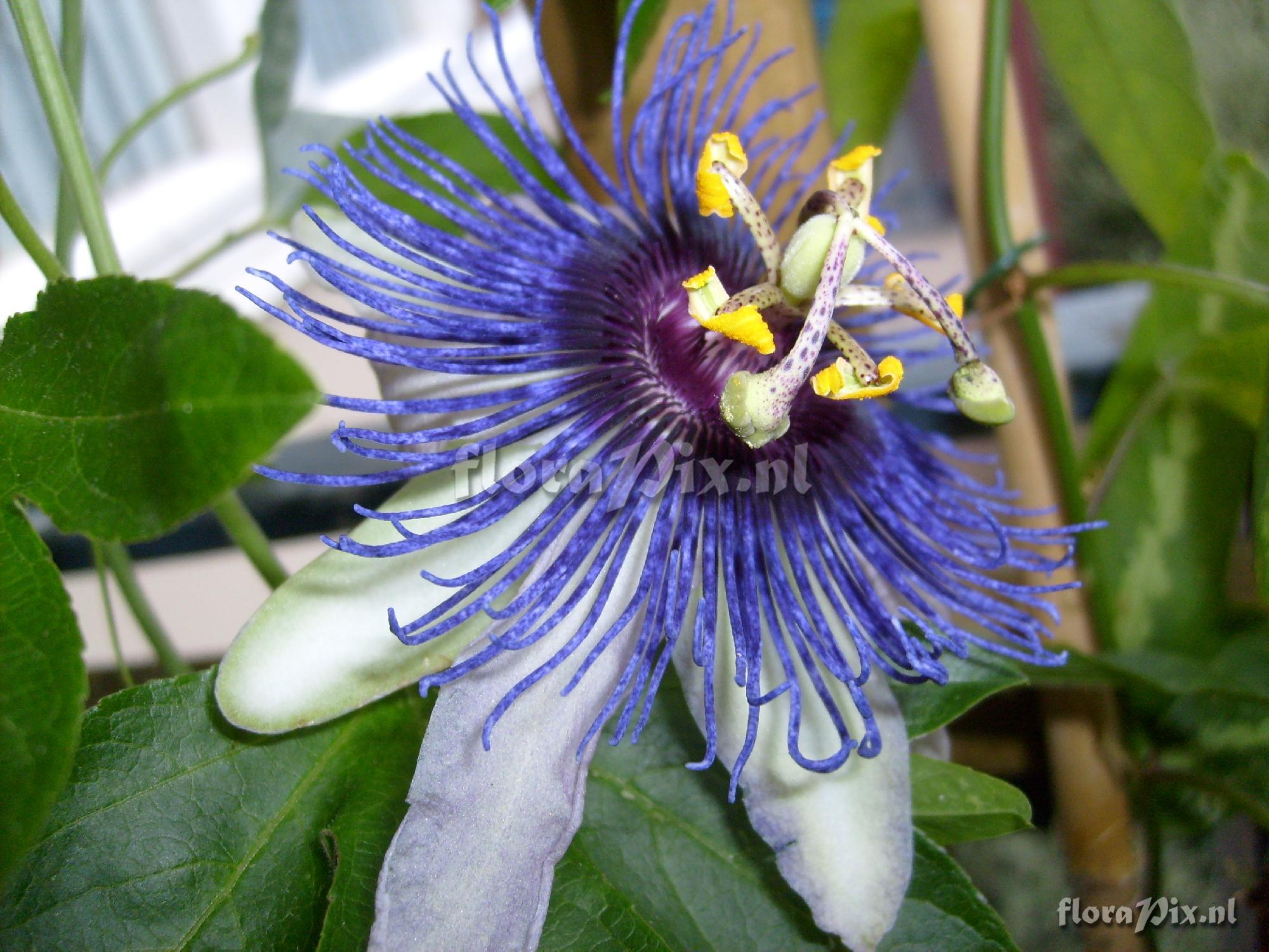 Passiflora Petra