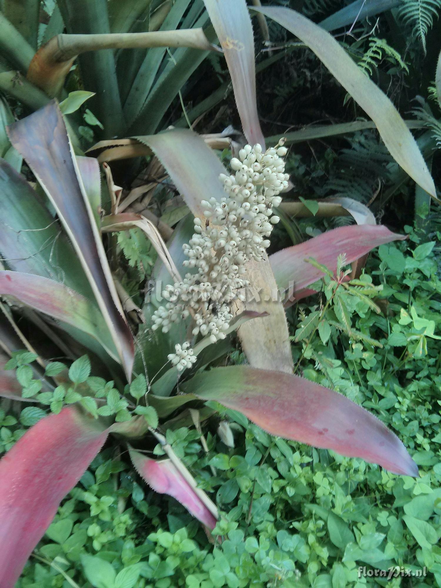 Aechmea mexicana