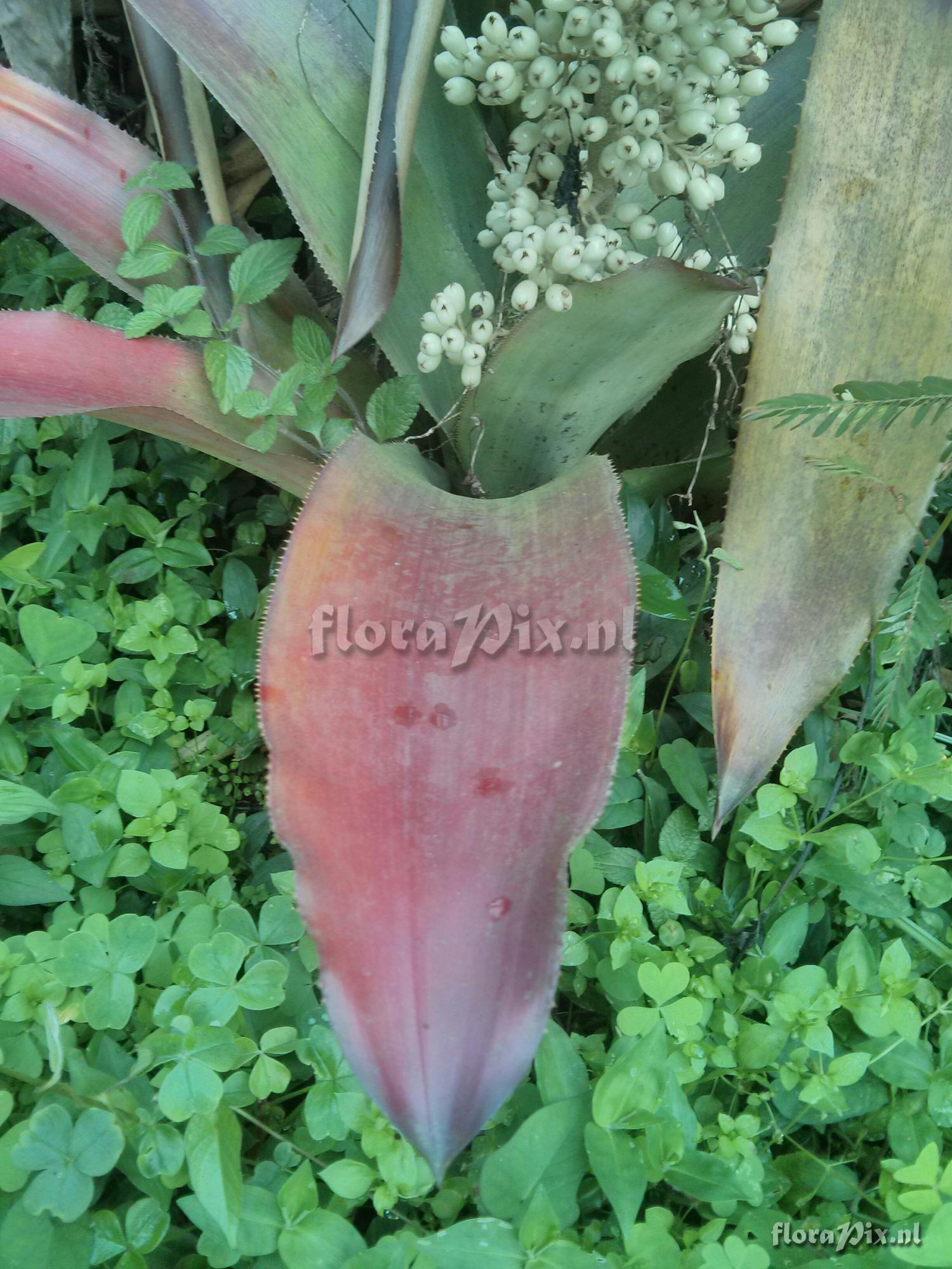 Aechmea mexicana