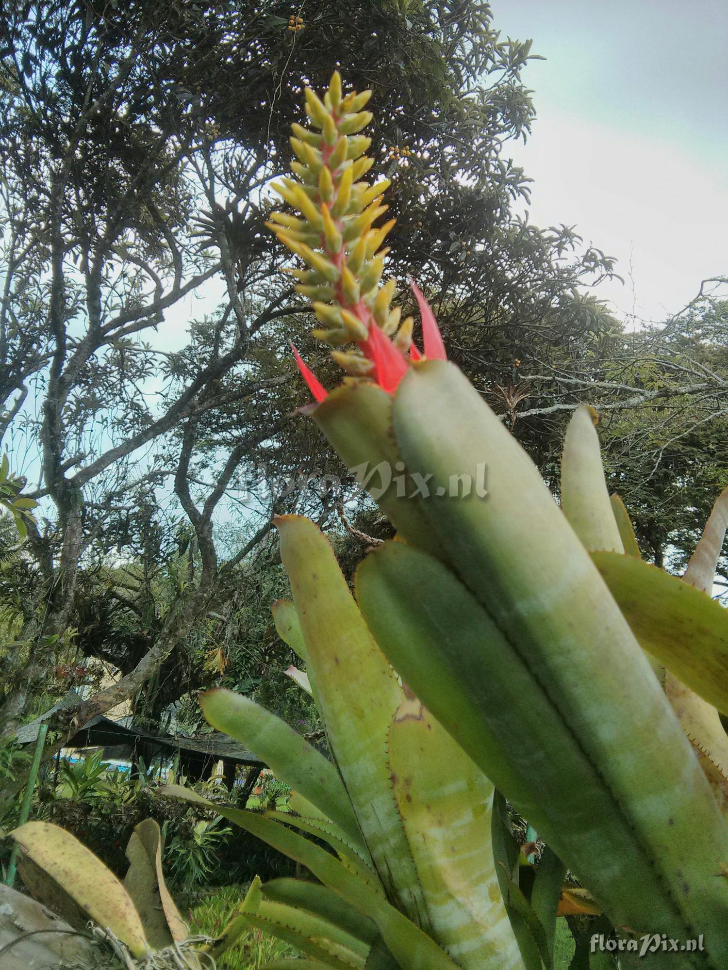 Aechmea nudicaulis