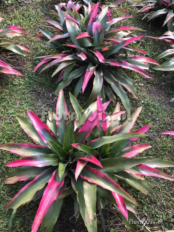 Aechmea pectinata