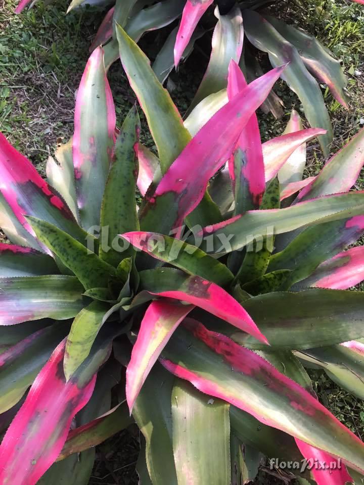 Aechmea pectinata