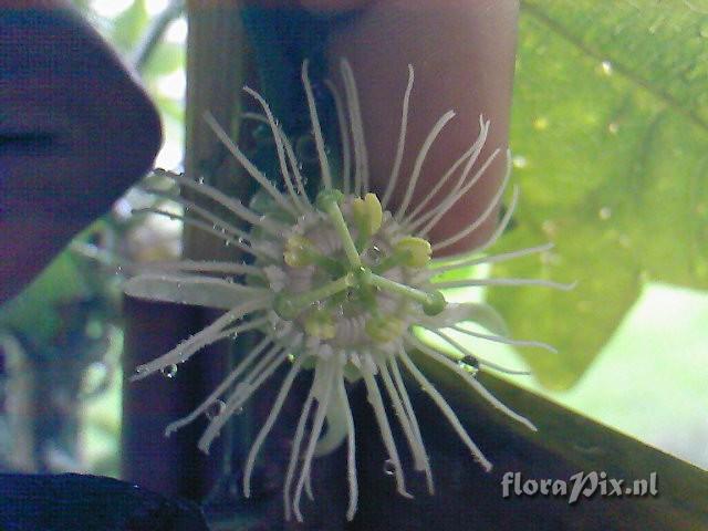 Passiflora  Tri-Fasciata