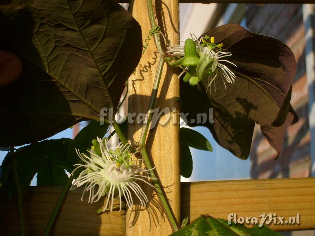 Passiflora Tri-Fasciata