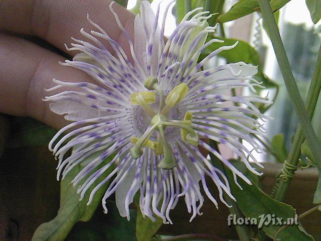 Passiflora Tucumanensis (Passiflora Naviculata)