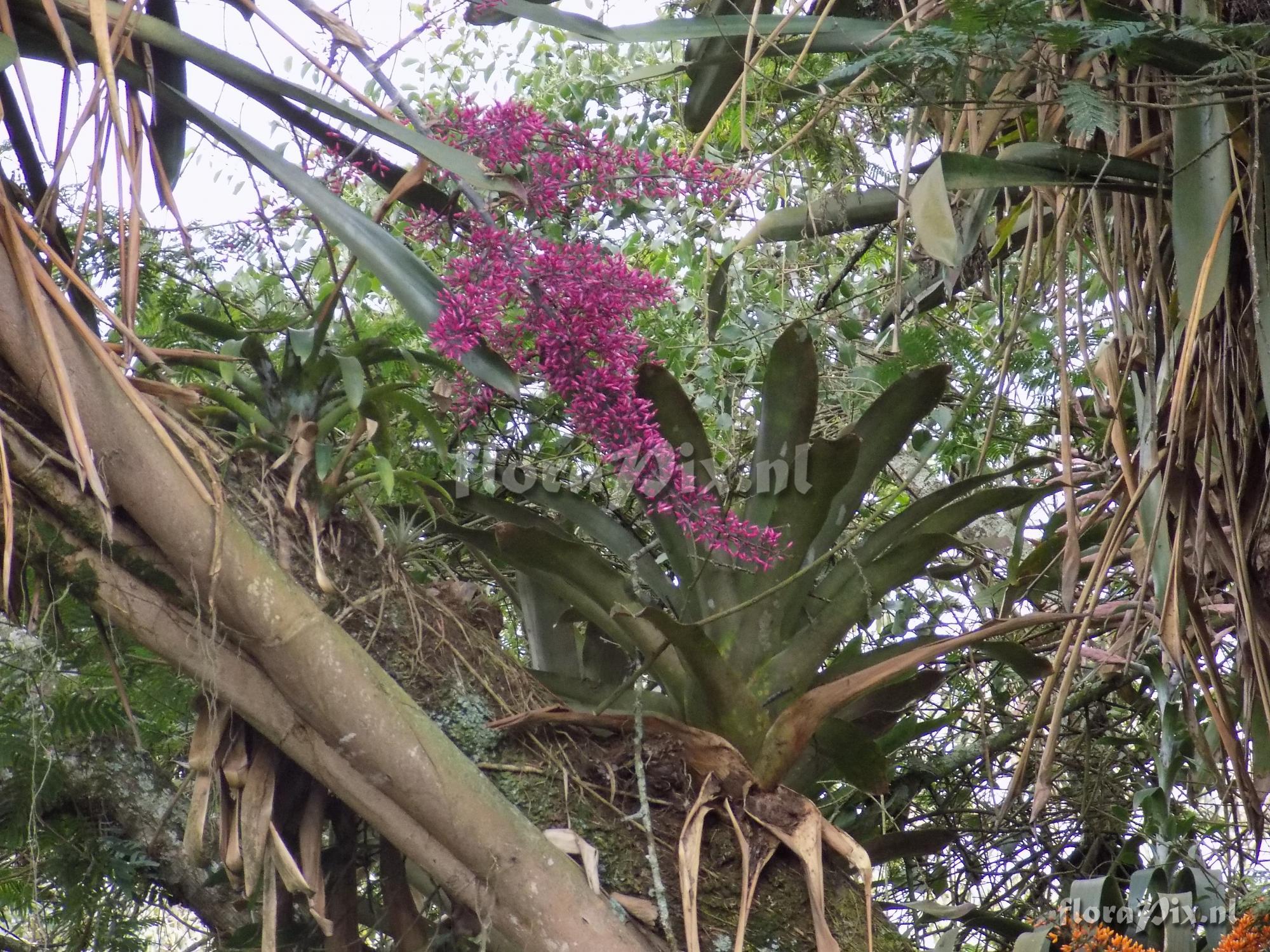 Aechmea spectabilis