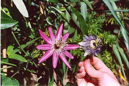 Passiflora Cupid