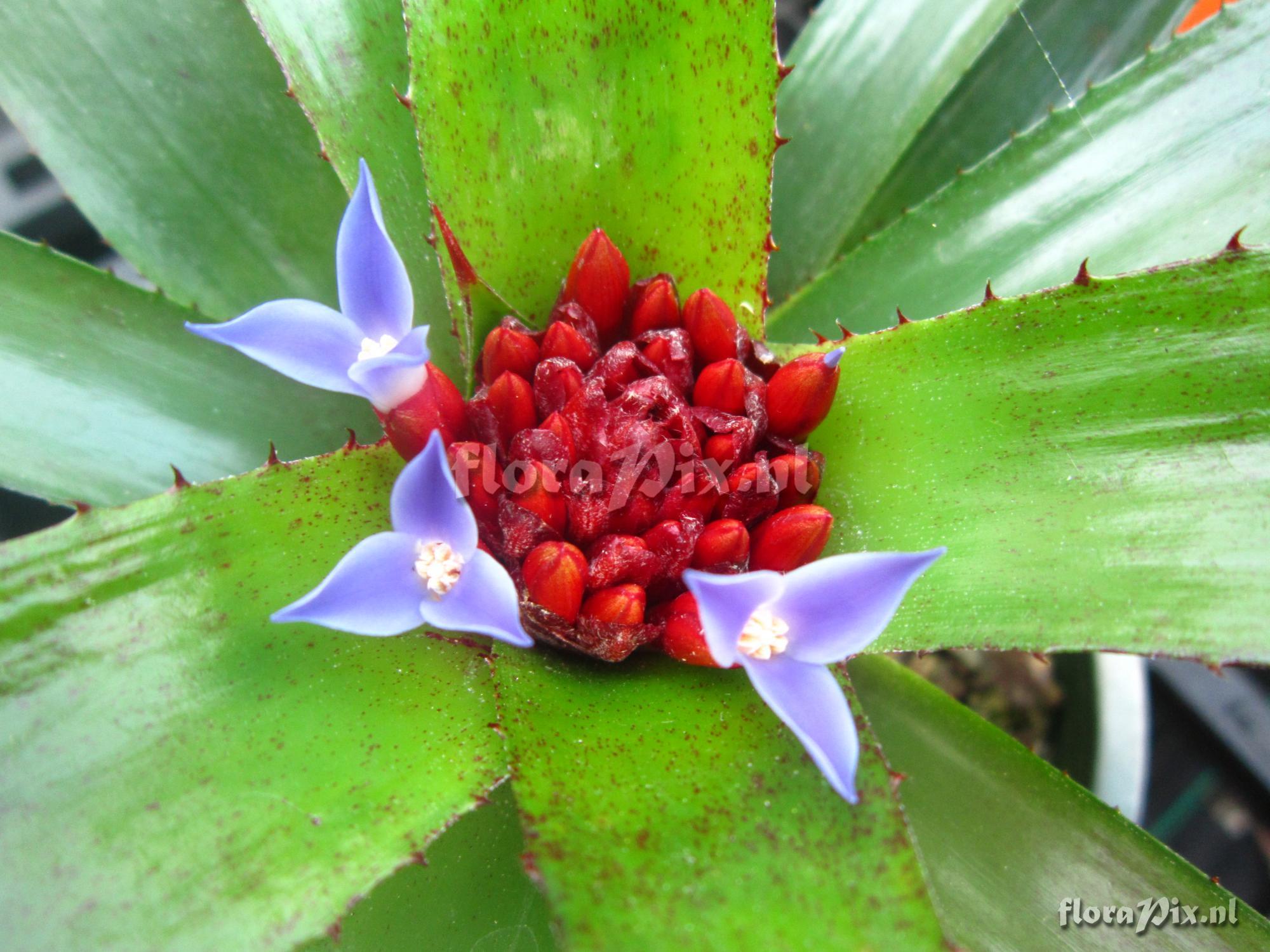 Neoregelia cyanea