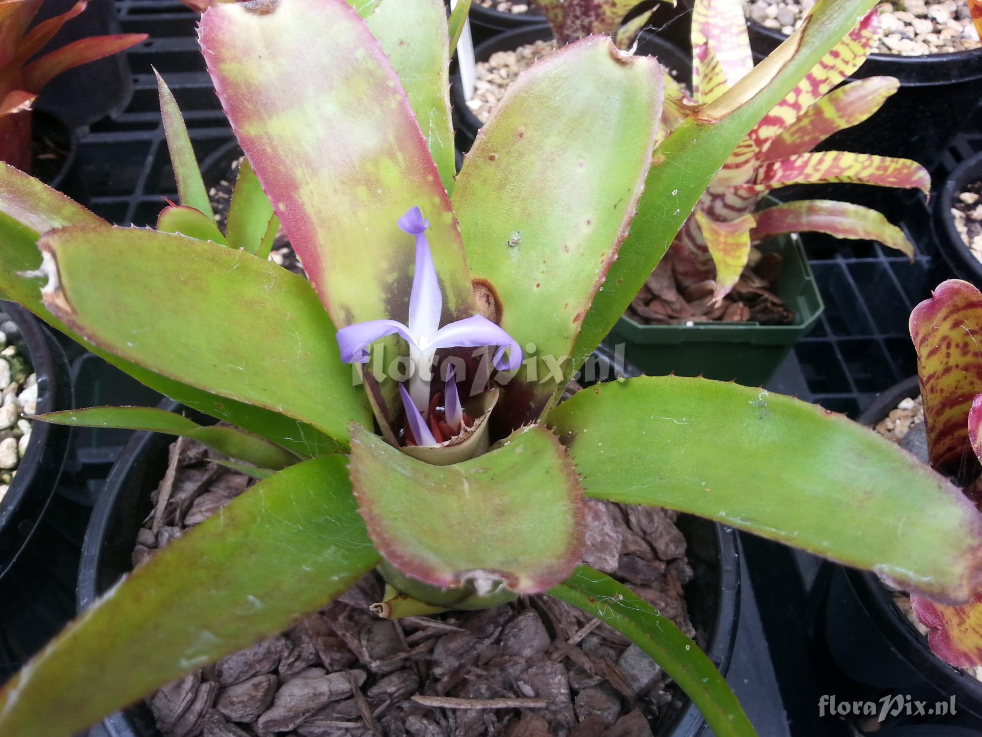 Neoregelia diversifolia