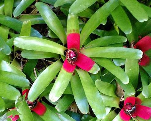 Neoregelia compacta