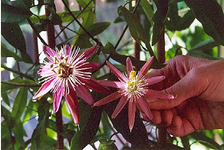 Passiflora Cupid