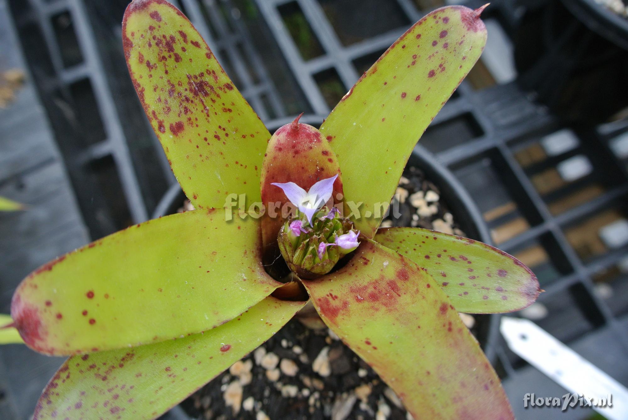 Neoregelia roethii