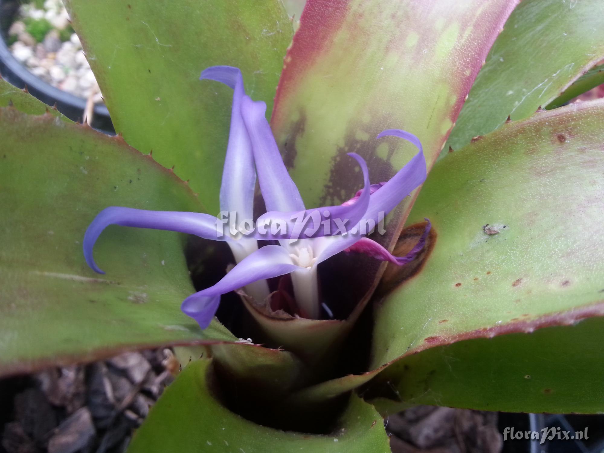 Neoregelia diversifolia