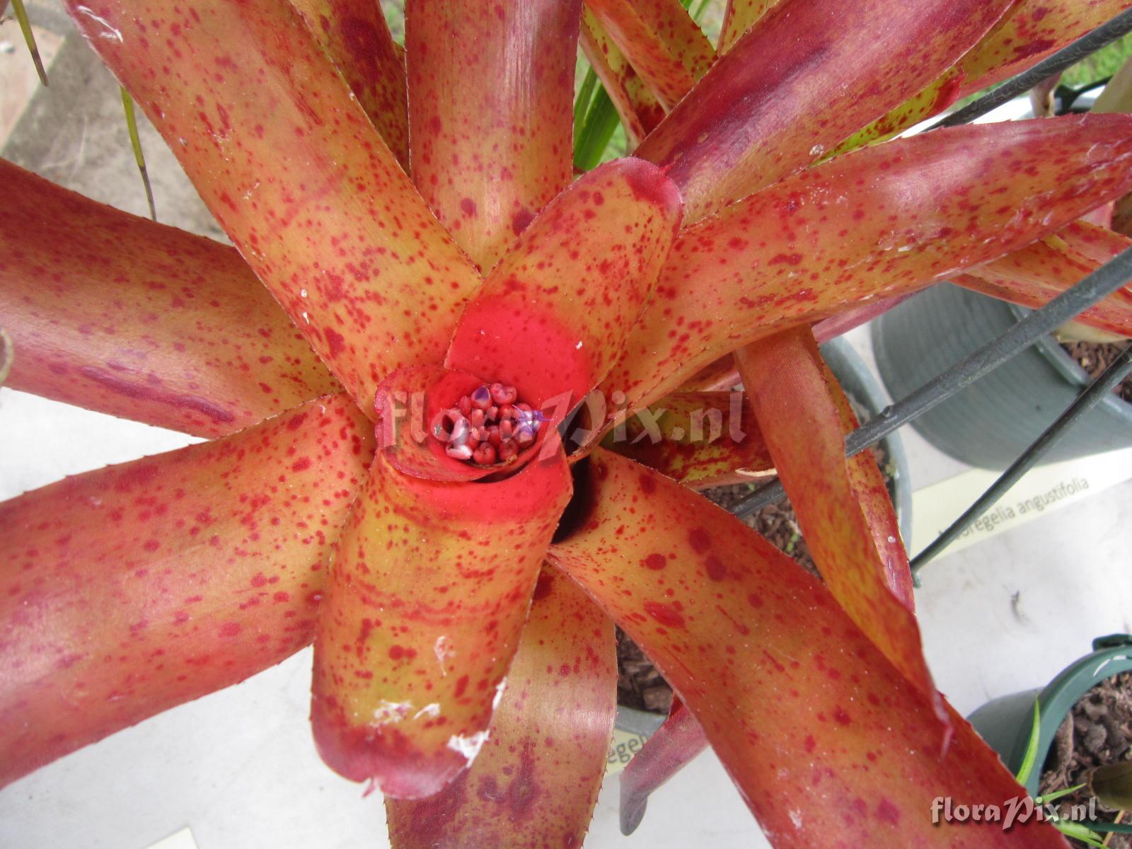 Neoregelia camorimiana