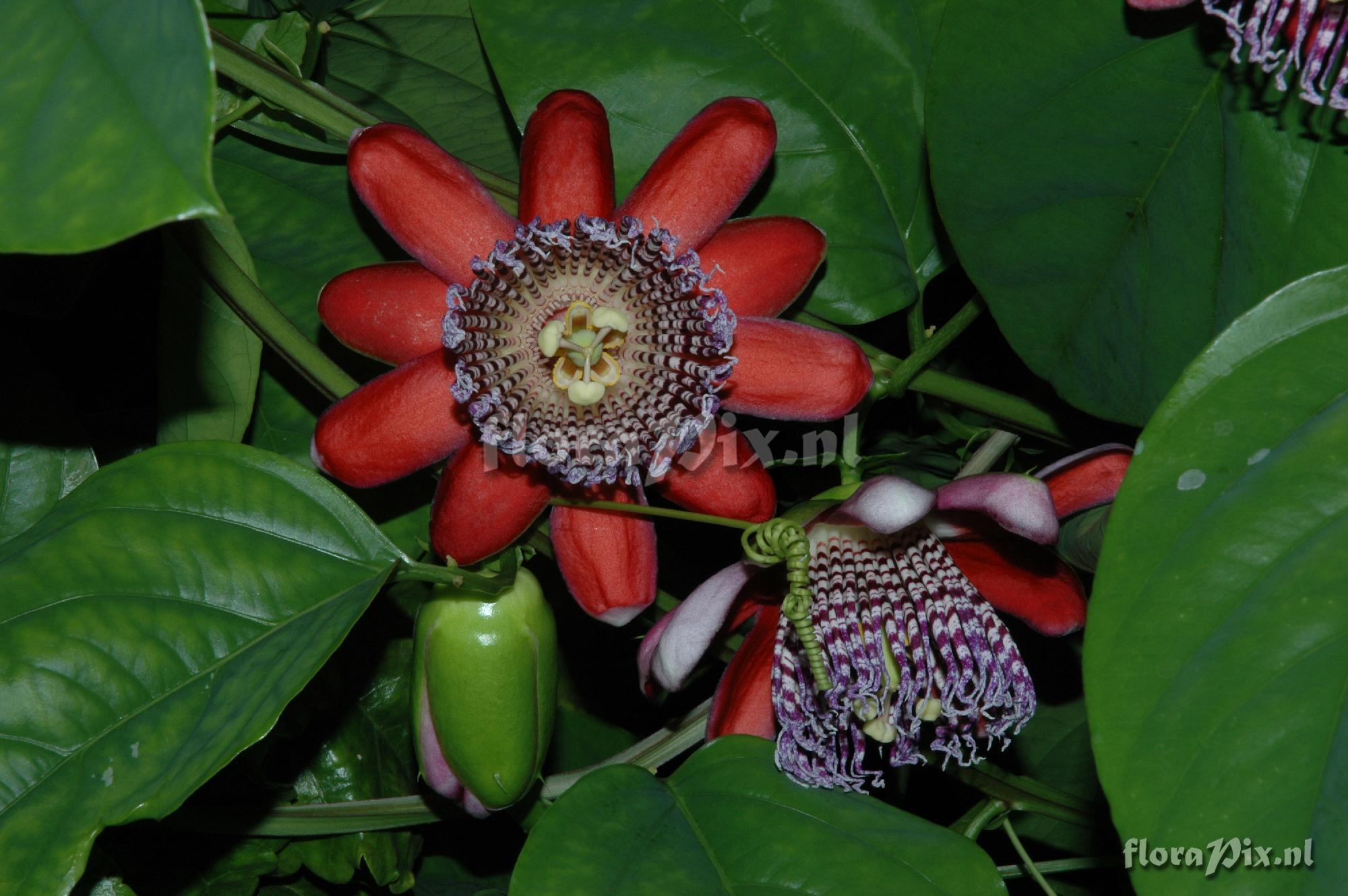 Passiflora alata