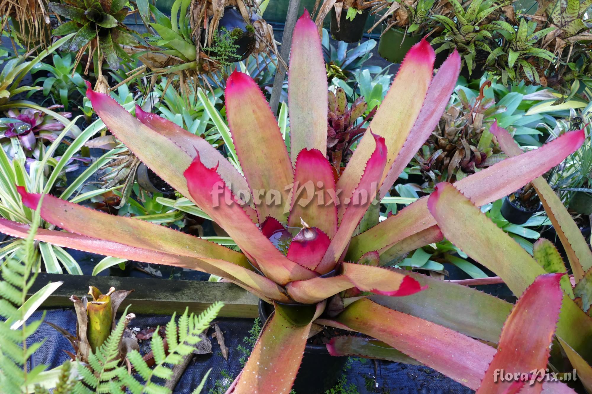 Neoregelia silvomontana