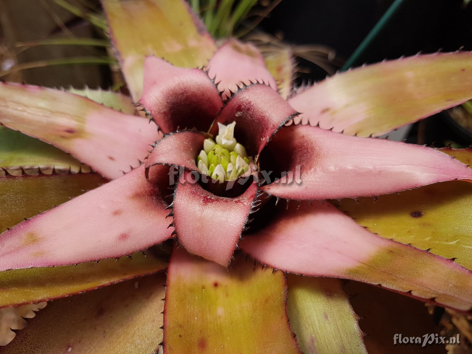 Neoregelia wurdackii