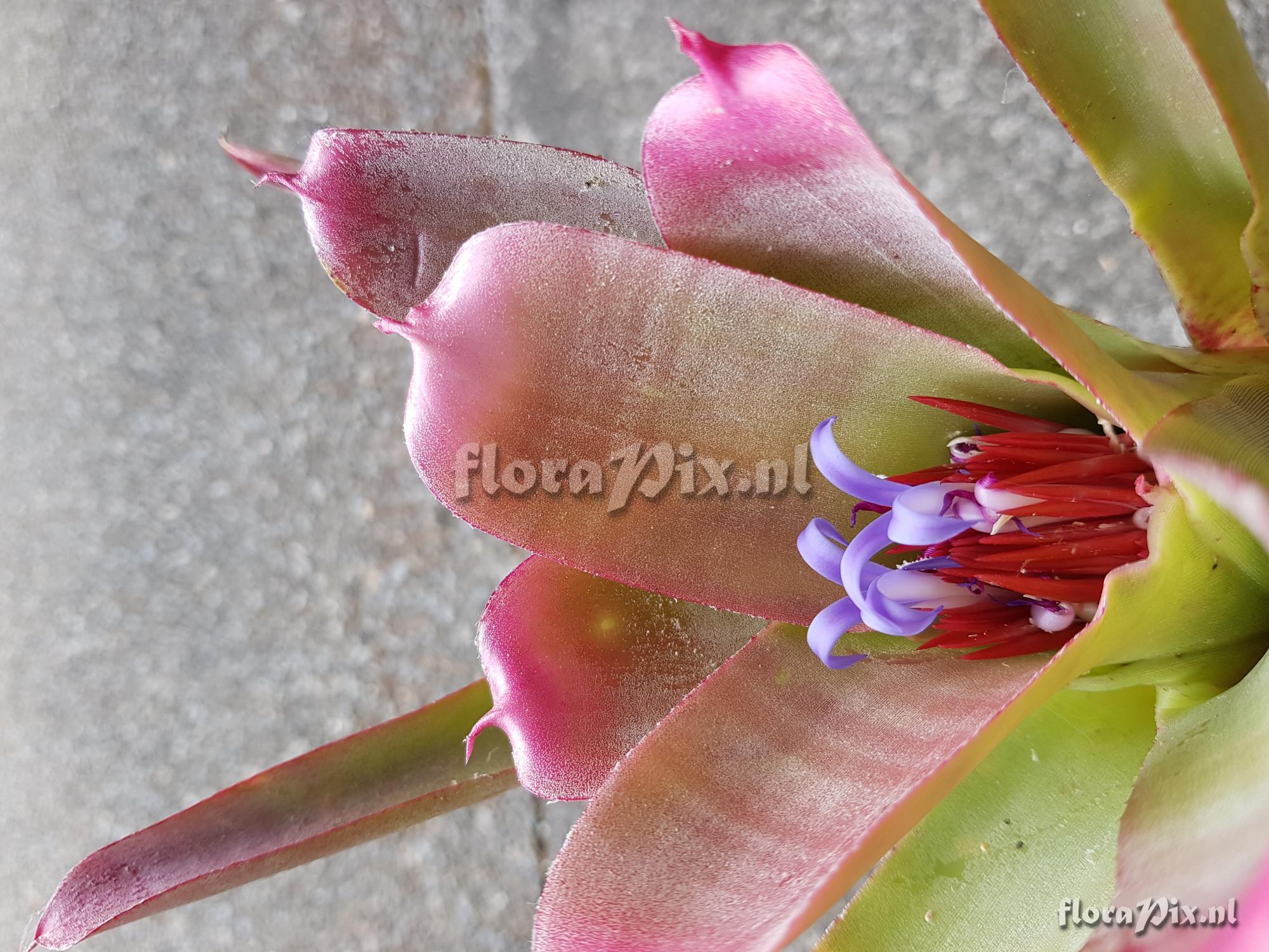 Neoregelia bahiana