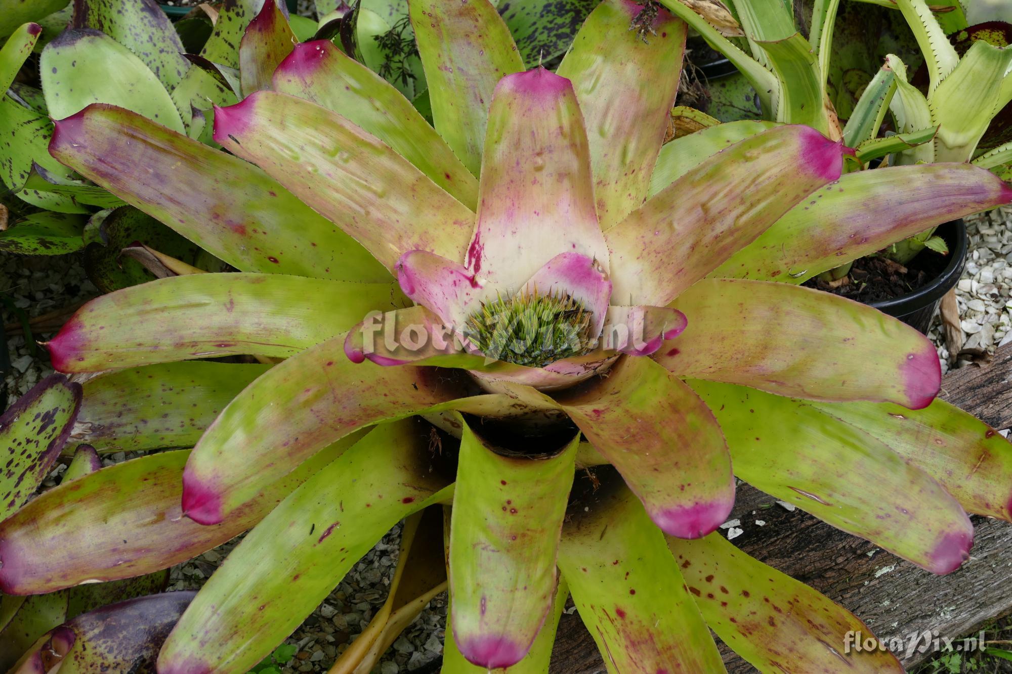 Neoregelia cathcartii