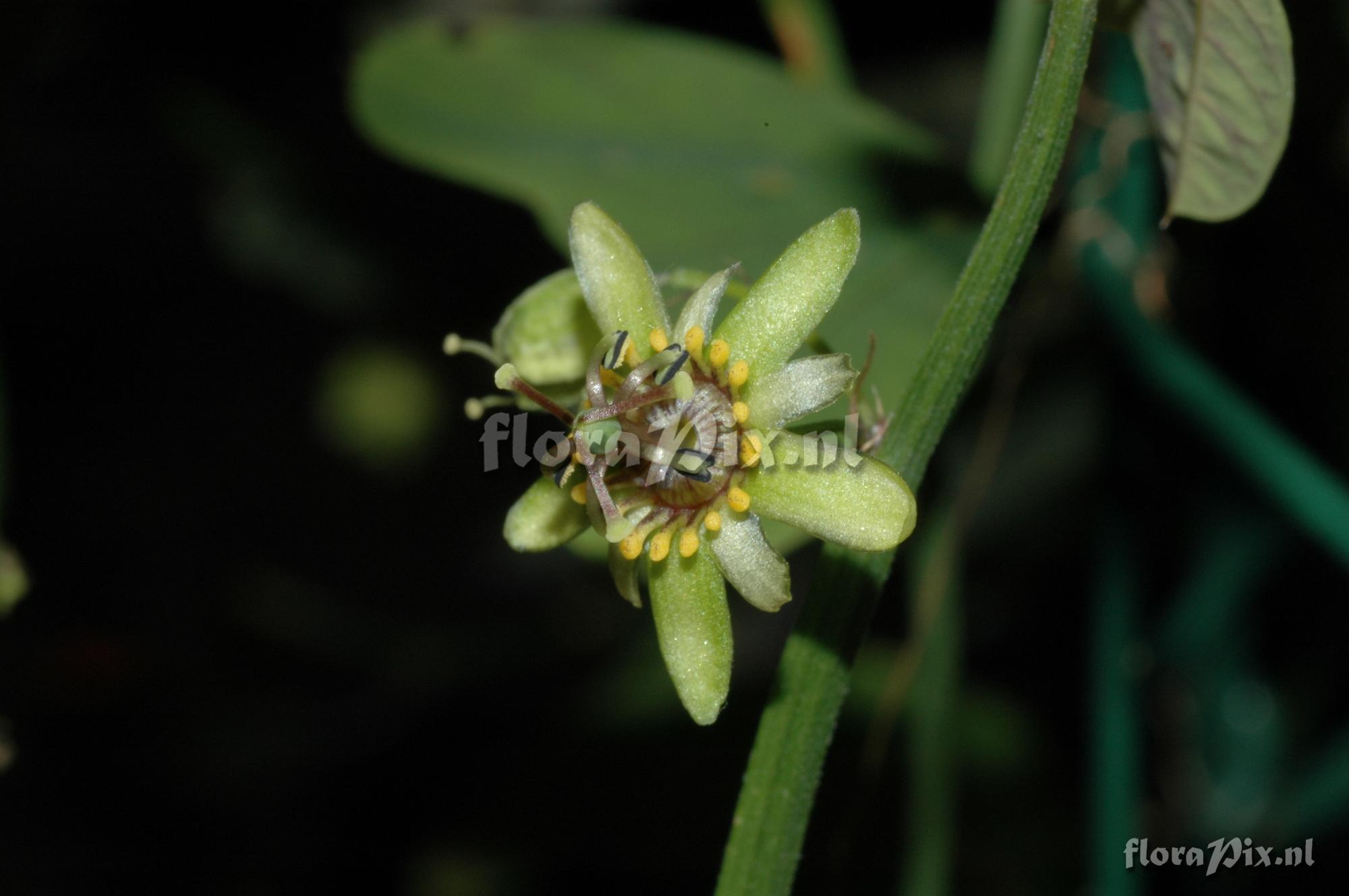 Passiflora allantophylla