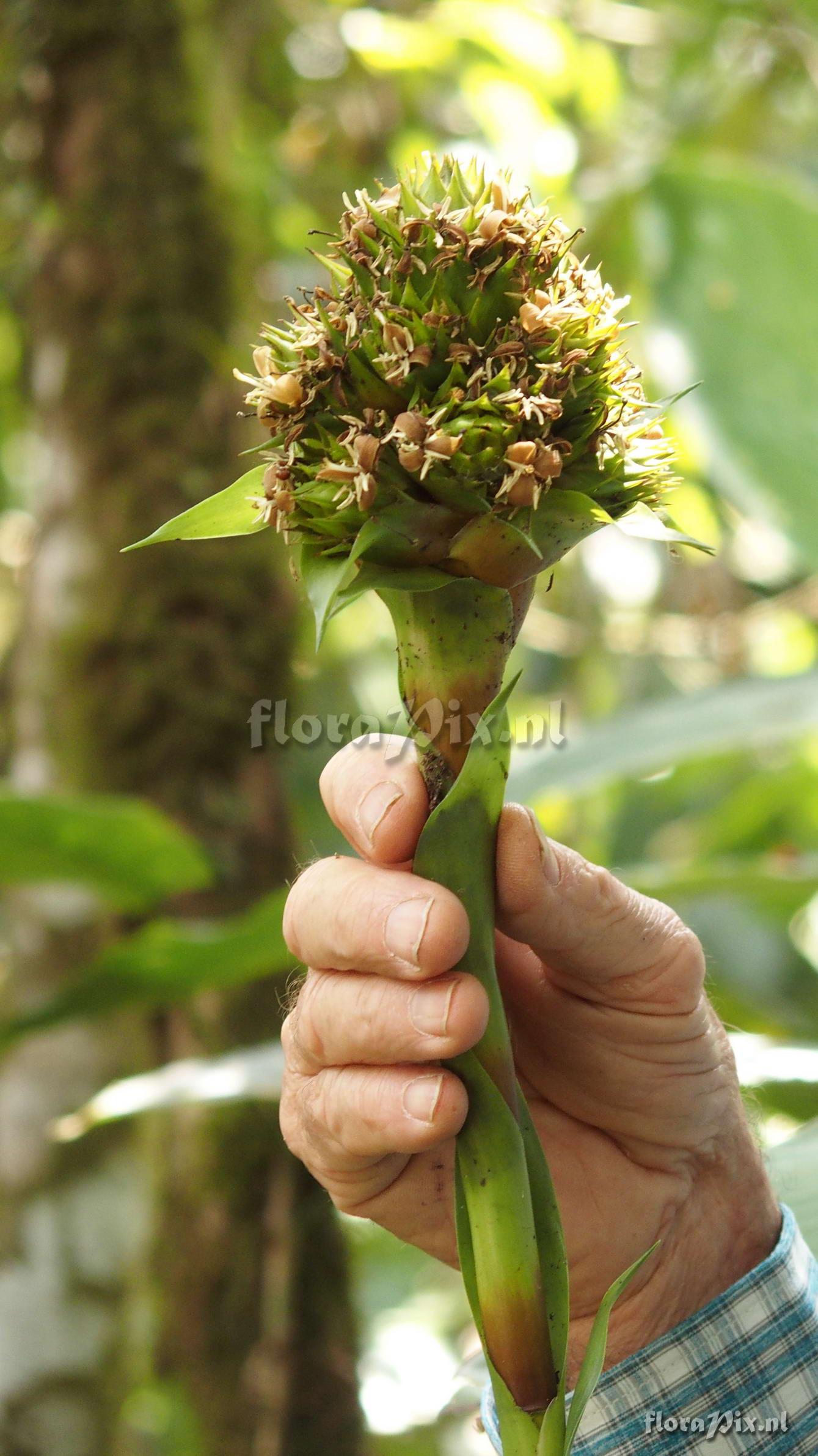 Guzmania acuminata 