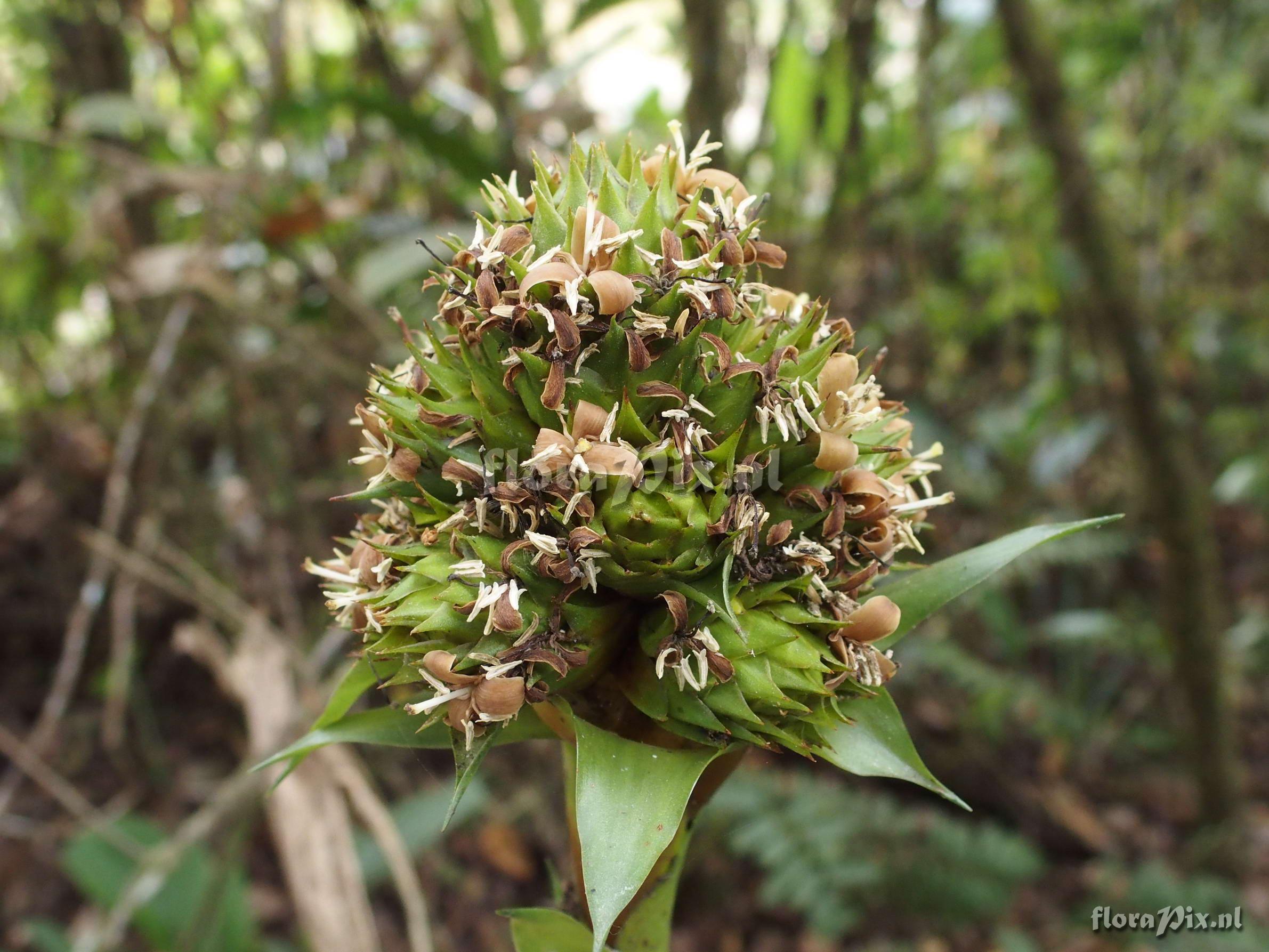 Guzmania acuminata 