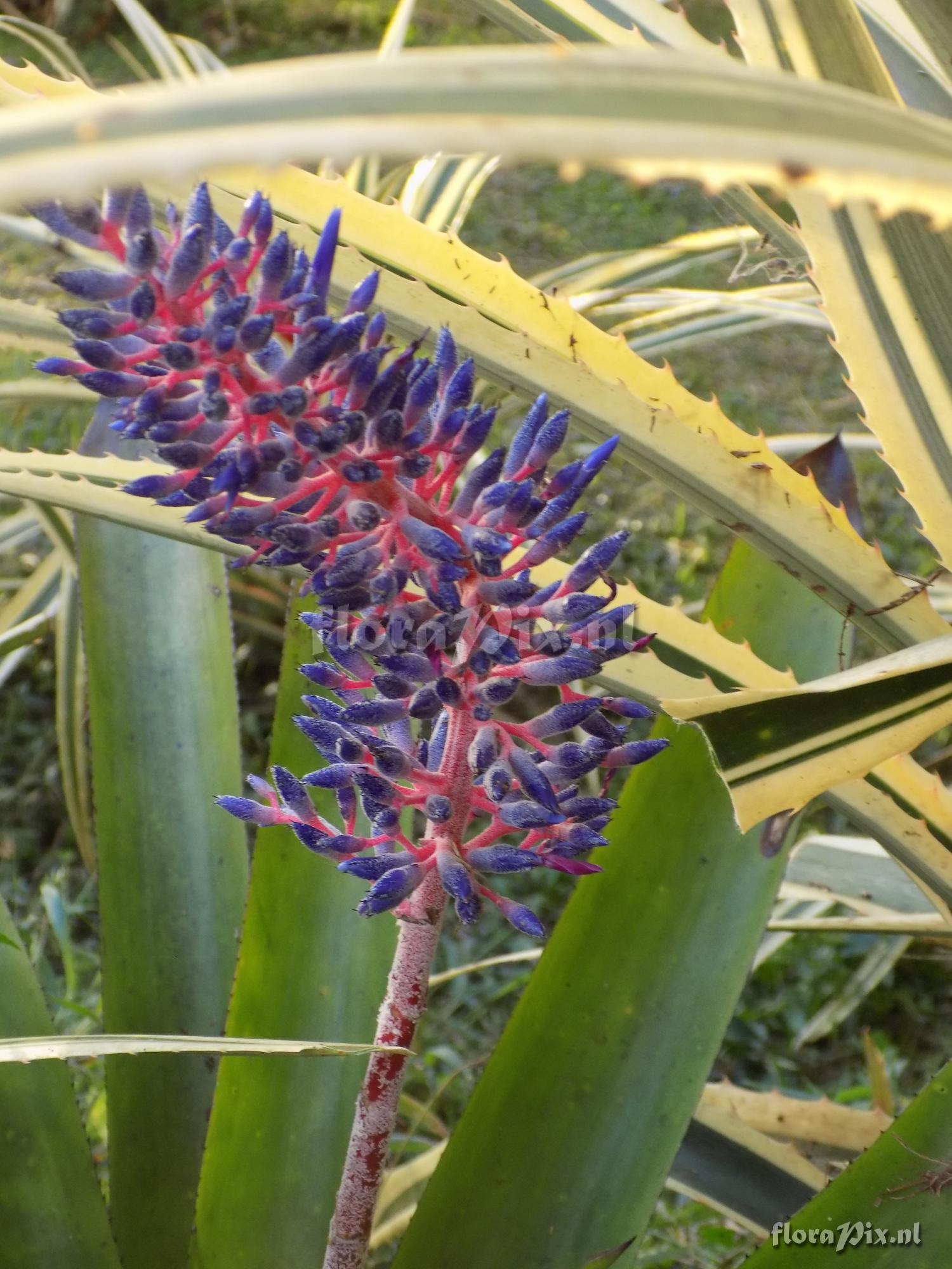 Aechmea fendleri