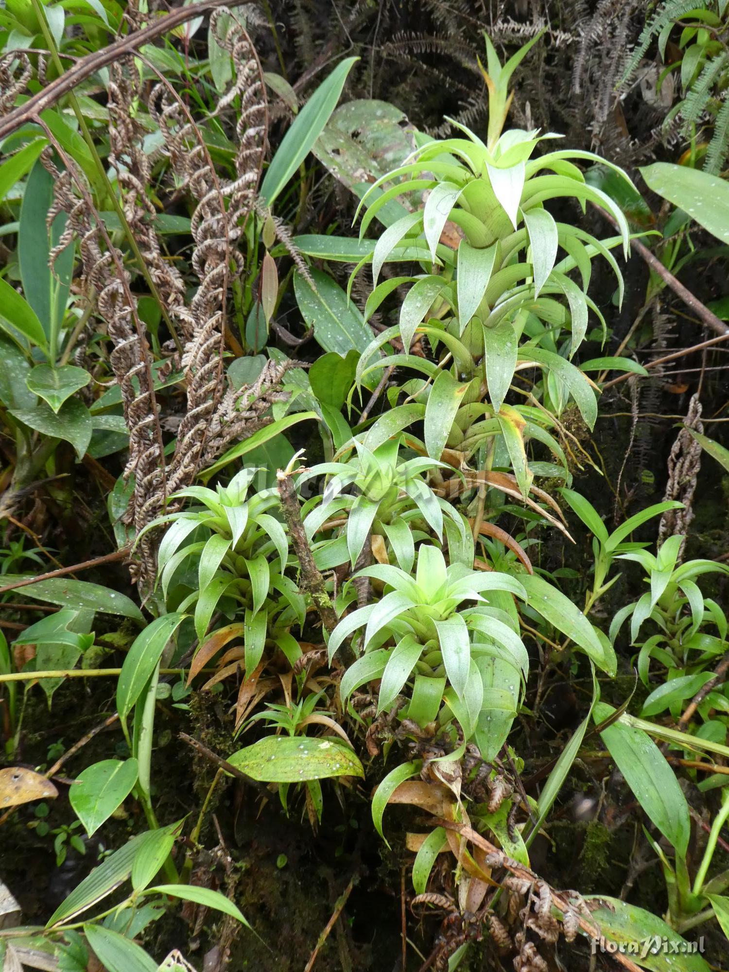 Guzmania gracilior