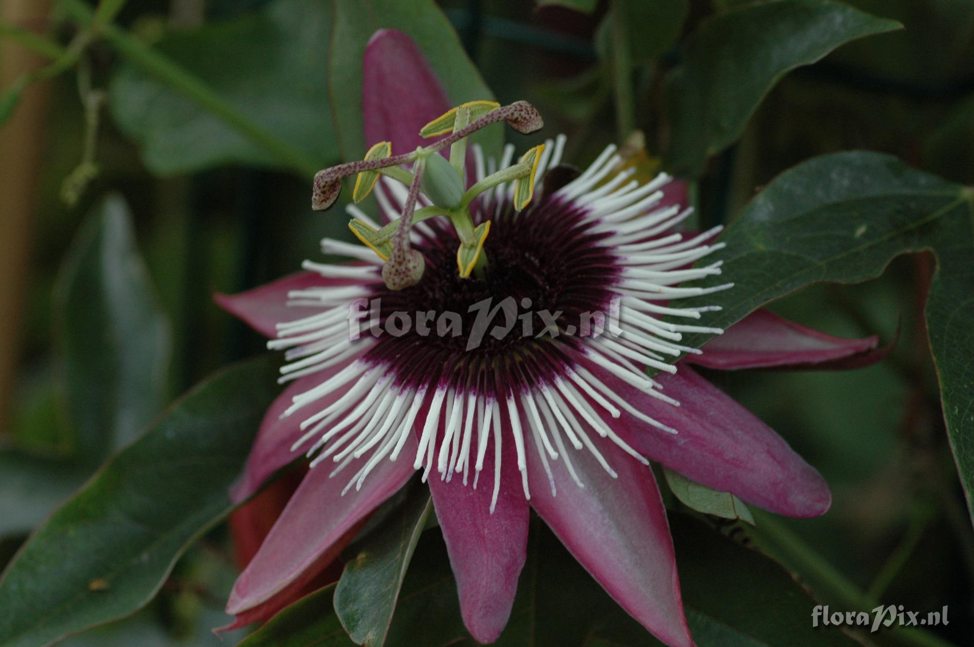 Passiflora atropurpurea