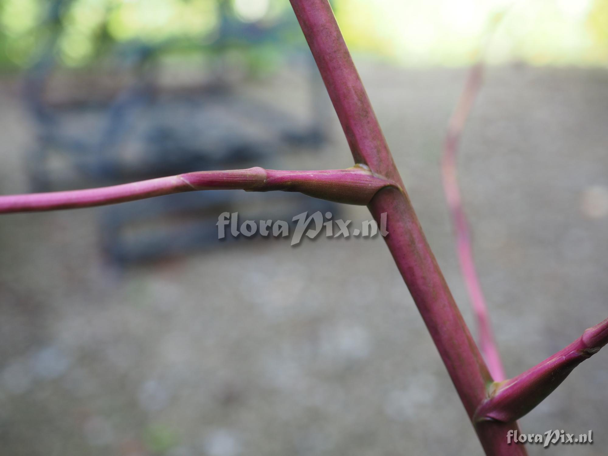 Tillandsia cf. propagulifera